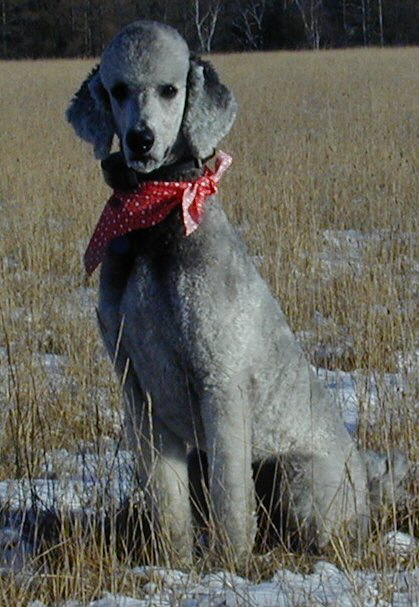 Lakeland hunting sale poodles